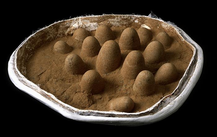 Troodontid egg clutch