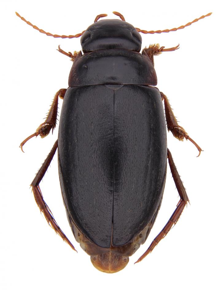 <i>Capelatus prykei</i>