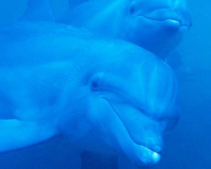 Dolphins