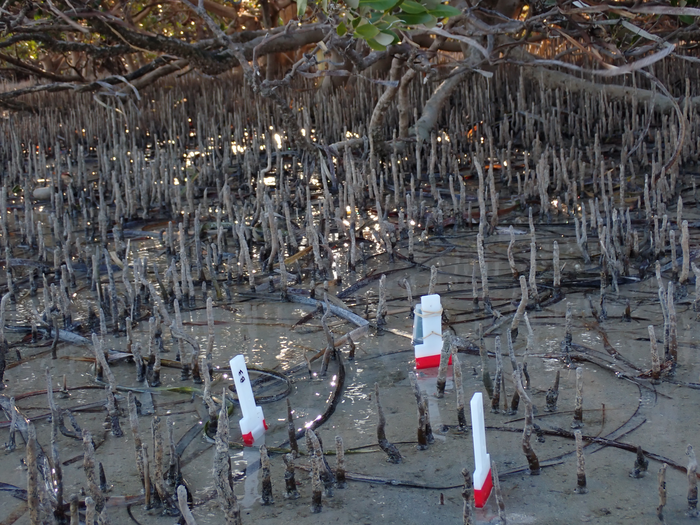 Mangrove roots