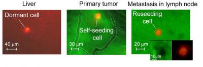 Green and Red Fluorescence Channels