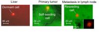 Green and Red Fluorescence Channels