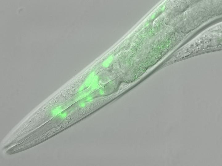 C. elegans