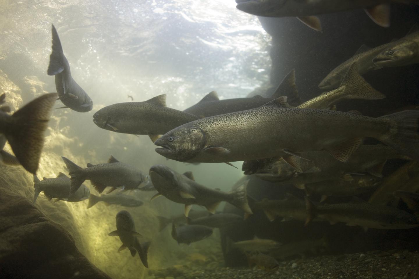 Spring Chinook 2