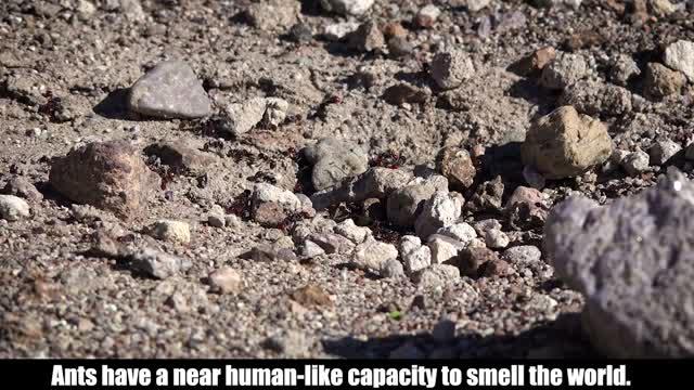 Ant Olfaction