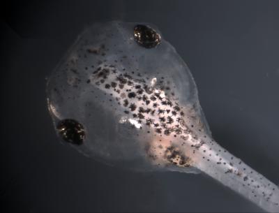 Leaping Frogs: First Amphibian Genome Sequenced (2 of 3)