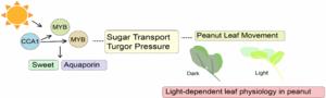 Working model of light signal and biological clock involved in peanut leaf movement