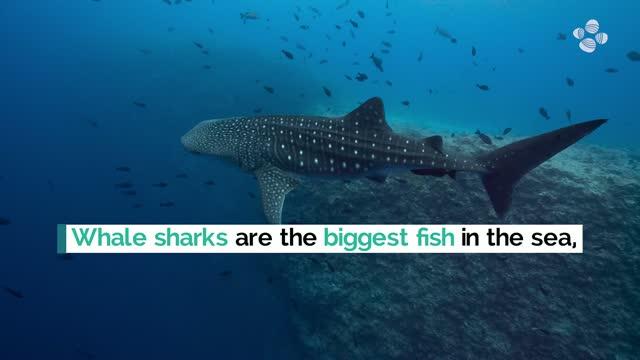 Whale Shark Hot Spot Offers New Conservation Insights