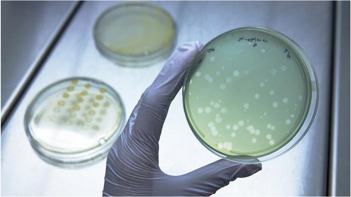 Phage lawn