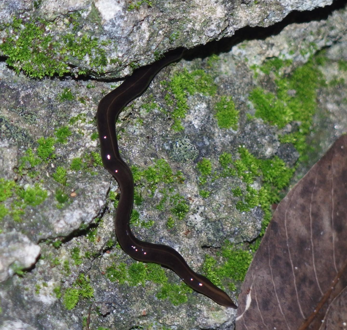 Platydemus Manokwari in Coral Gables, Fla.