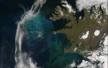 Plant Plankton in the Sea