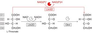L-Threonate metabolism from bacteria