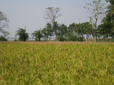 Rice Field