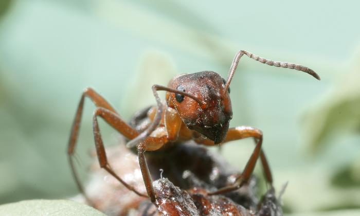 A wood ant (Formica rufa)
