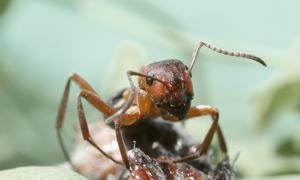 A wood ant (Formica rufa)