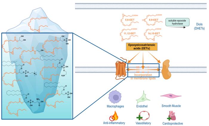 Epoxyeicosatrienoic acids