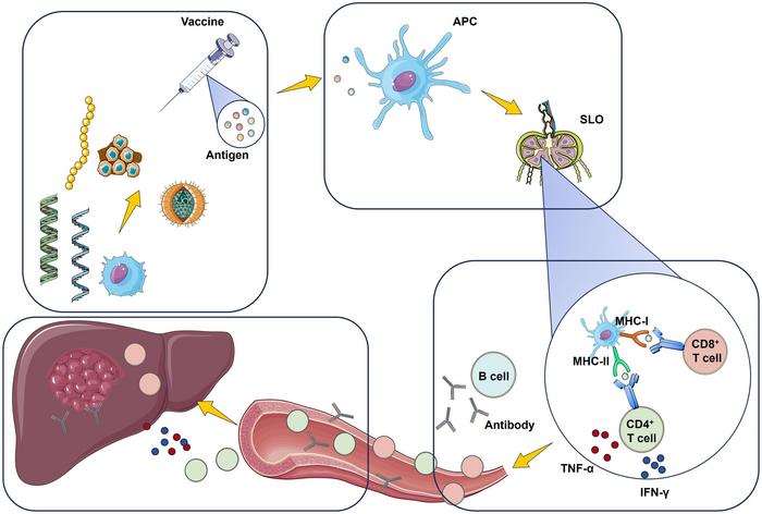 Tumor Vaccines in Hepatocellular Carcinoma: Advances, Challenges, and the Path Toward Precision Immunotherapy