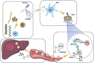 Tumor Vaccines in Hepatocellular Carcinoma: Advances, Challenges, and the Path Toward Precision Immunotherapy