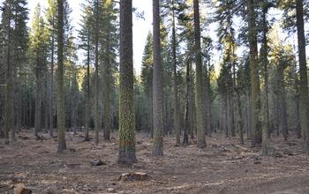 A Restored Forest