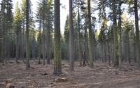 A Restored Forest