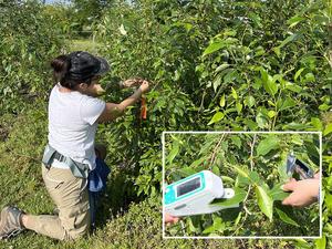 measuring the photosynthetic efficiency of poplars