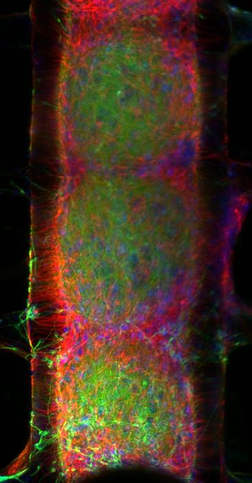 Neural organoid