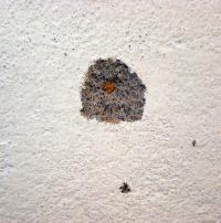 Clumping of Lime in Plaster