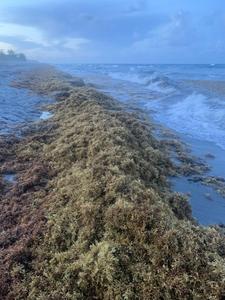 Sargassum Height