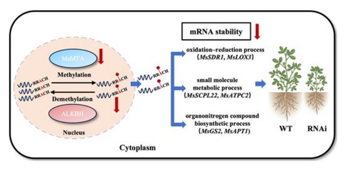 Proposed model of MsMTA-mediated m⁶A regulation in alfalfa.