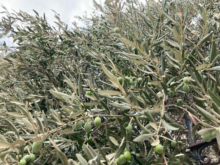 Olive trees Lebanon (2)