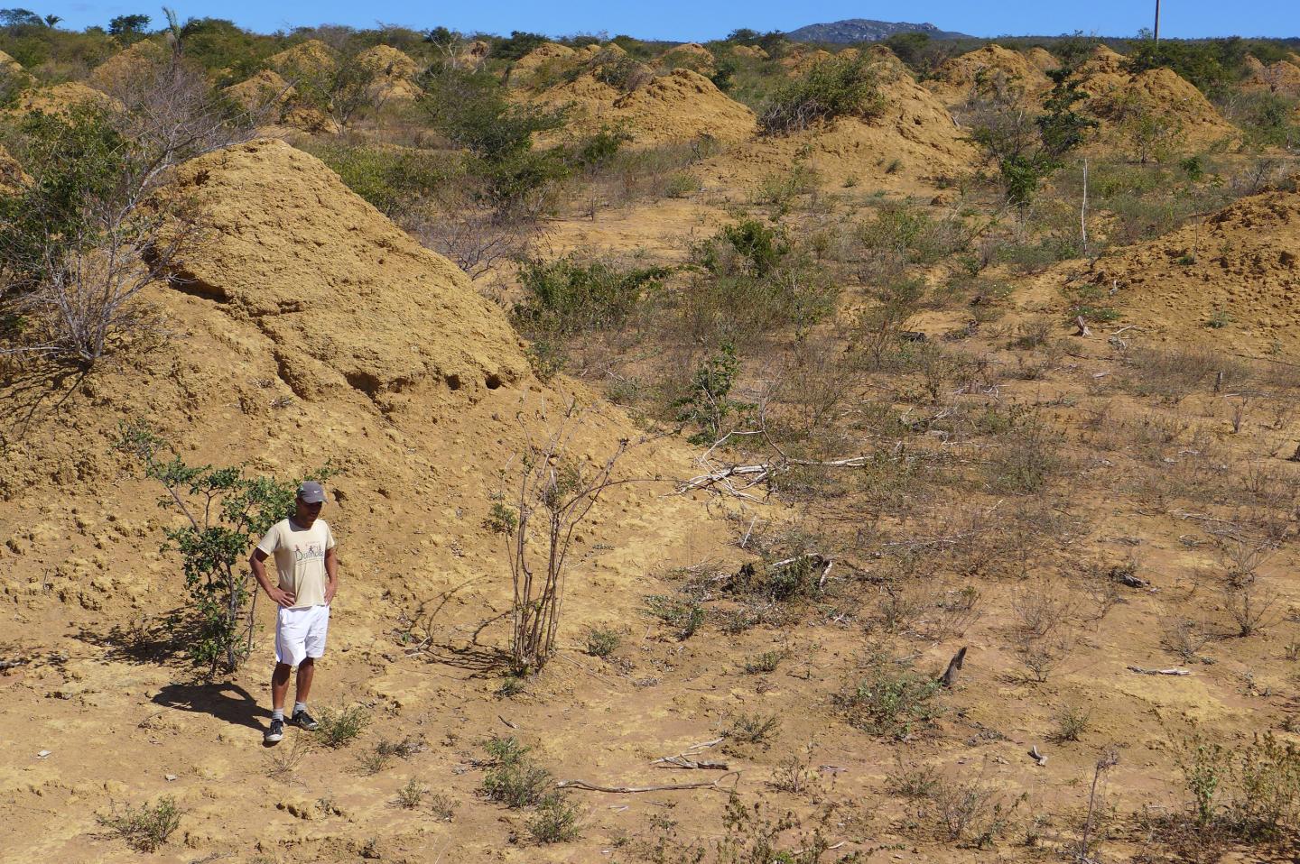 Termite Mounds (3 of 3)