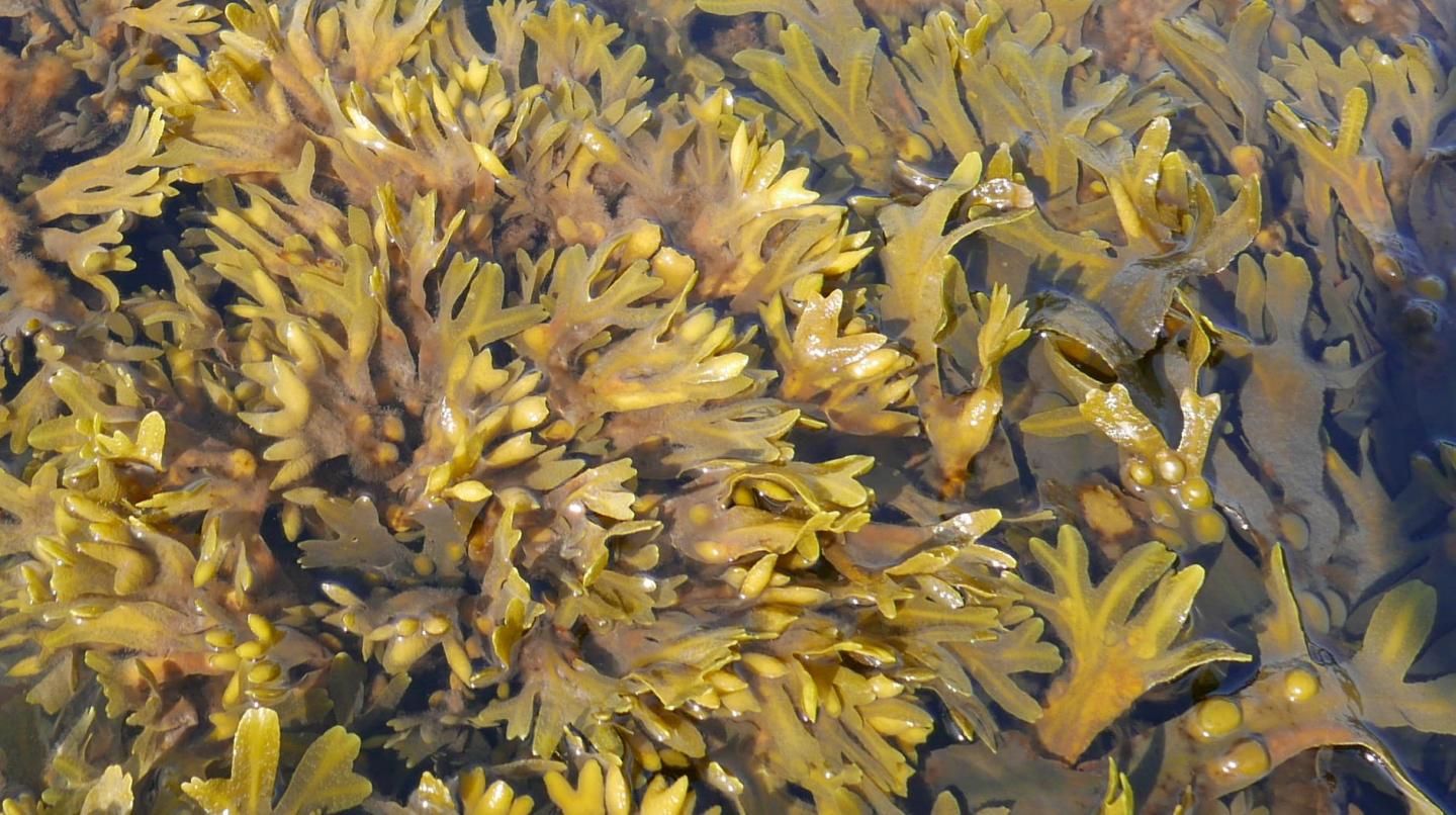 Bladder Wrack