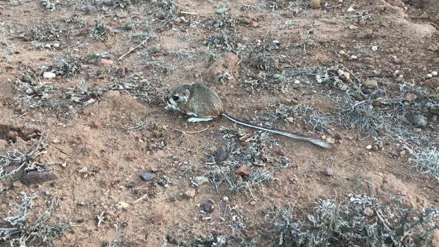 Kangaroo Rat 9