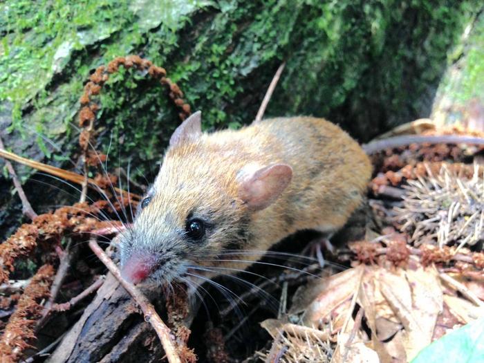 The large Japanese field mouse (Apodemus speciosus)