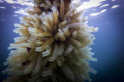Tunicates