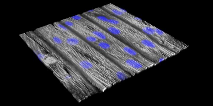 Scientists look to tissue chips to study diseases, inform clinical trial design
