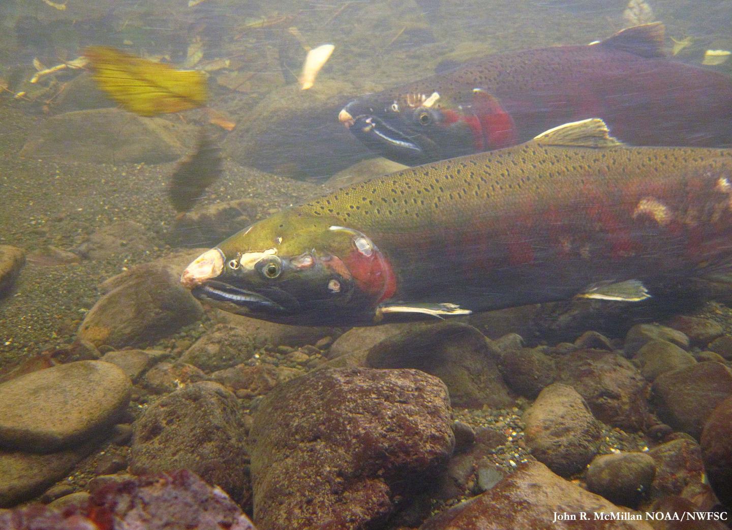 Coho Salmon
