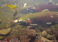 Coho Salmon