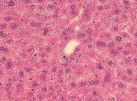 HE-OX40 Treatment Can not Induces Hepatitis in Casp KO Mice