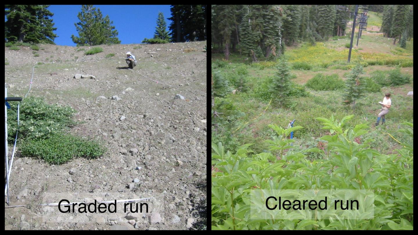 Graded Vs Cleared Abandoned Ski Slope