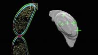 Molecules Revealed in a Seemingly Empty Cellular Pocket