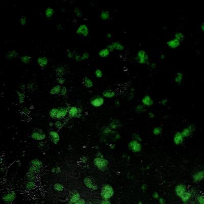 Oyster Hemocytes