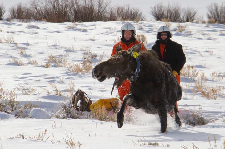 Moose Research