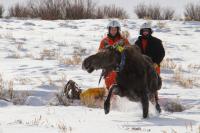 Moose Research