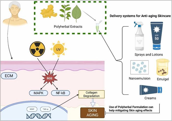 Fig. 2. Synergistic Actions of Polyherbal Formulations in Skin Anti-Aging