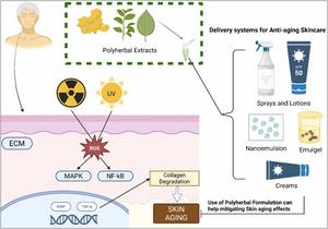 Fig. 2. Synergistic Actions of Polyherbal Formulations in Skin Anti-Aging