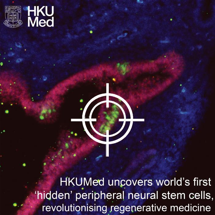 Peripheral neural stem cells