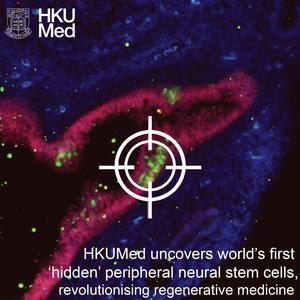 Peripheral neural stem cells