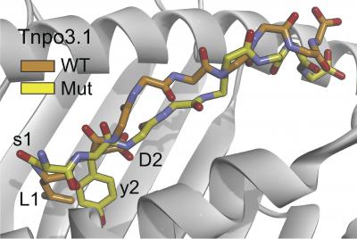 Neoepitope Distinctions