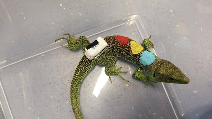 Global change also alters the behaviour of the ocellated lizard